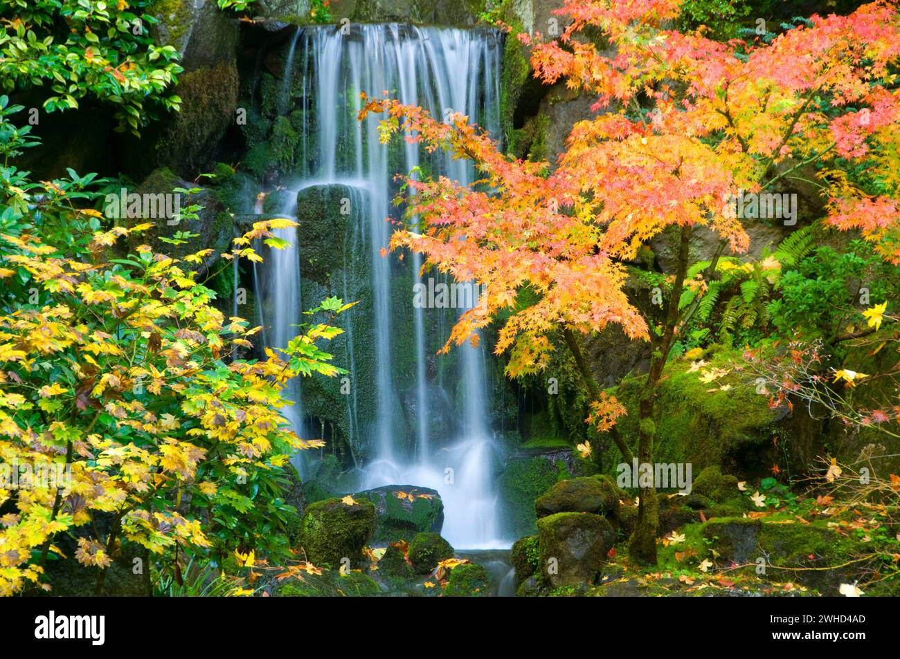 Wasserfall am Lower Pond, Portland Japanese Garden, Washington Park, Portland, Oregon Stockfoto