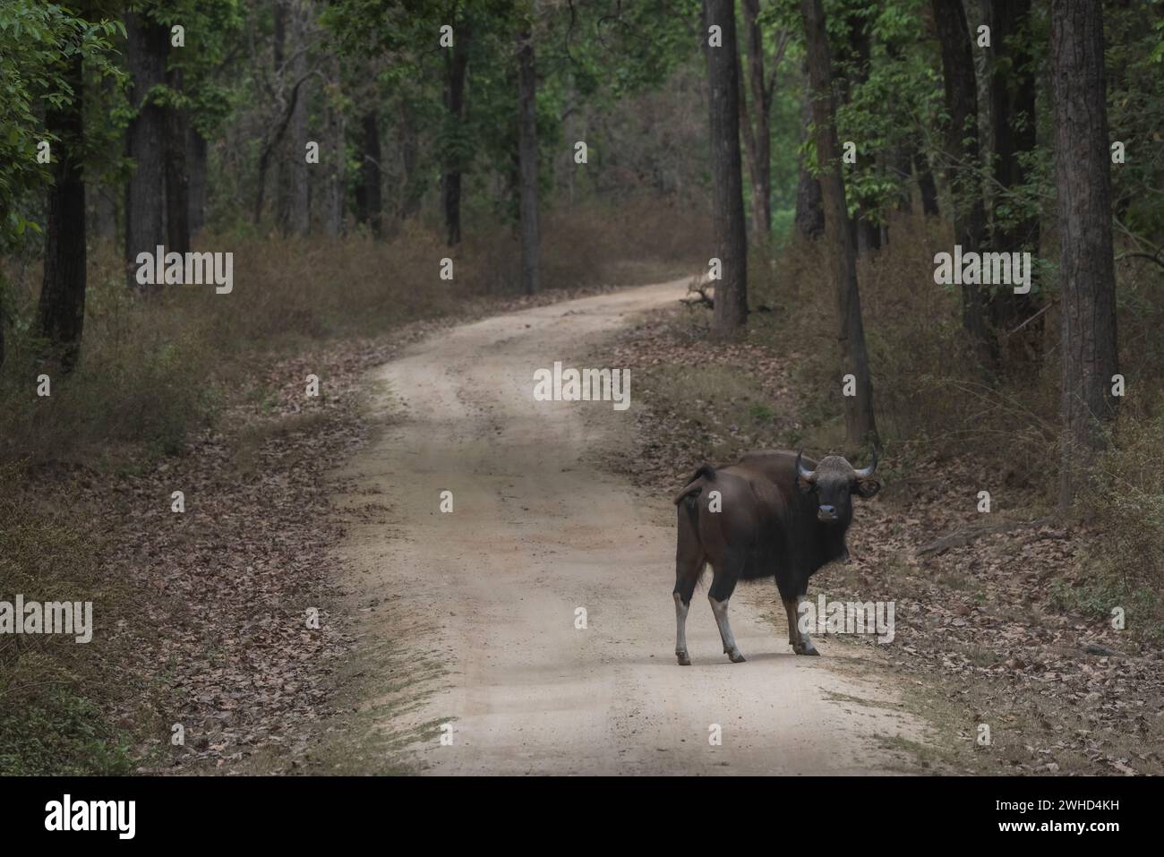 Indian Gaur, Bos gaurus, Kanha Tiger Reserve, Madhya Pradesh, Indien Stockfoto