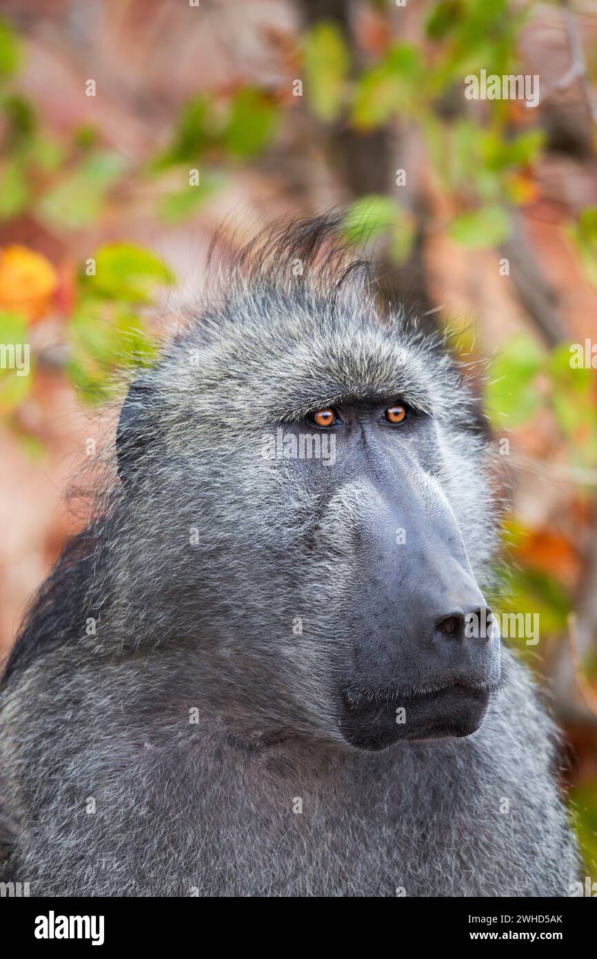 Afrika, Chacma-Pavian (Papio ursinus), Kruger-Nationalpark, Südafrika, Provinz Limpopo, Südafrika, Humor, tagsüber, Nationalpark, Natur, keine Menschen, safari, Tourismus, Angst, aufmerksam, besorgt, schauen Sie, Bushveld, Ausdruck Stockfoto