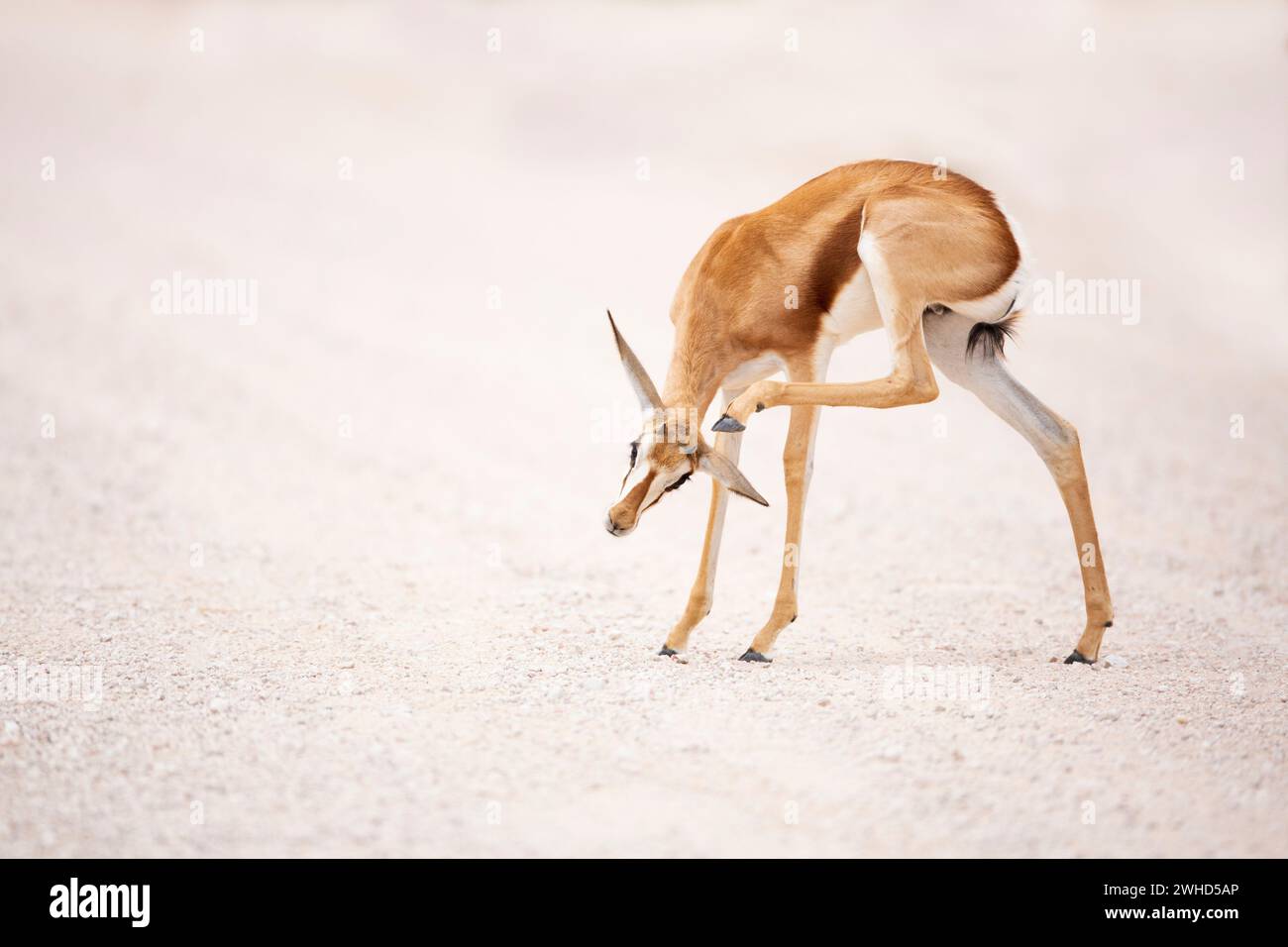 Afrika, Jungtiere, Kgalagadi Transfrontier Park, Provinz Nordkap, Südafrika, Springbok (Antidorcas marsupialis), Safari, im Freien, keine Leute, tagsüber, busch, Natur, Tourismus, Tierwelt, Jungtiere, niedlich, Tiere in der Wildnis, Big 5 Tier, kratzt Stockfoto