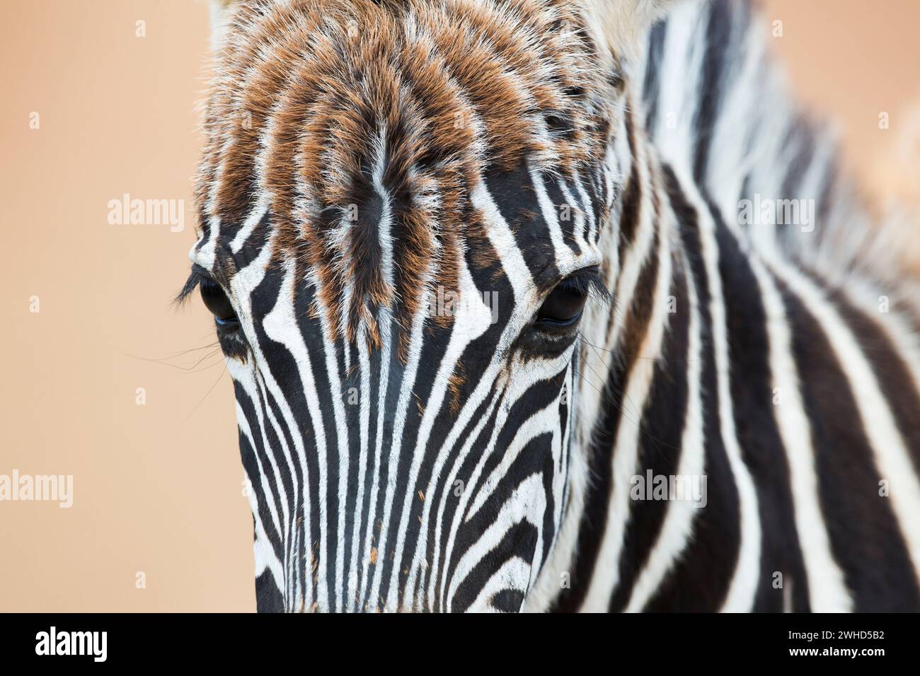 Abstract, Afrika, nahe bedrohte Arten, IUCN Redlist, Naturschutzgebiet Rietvlei, Südafrika, Zebra (Equus burchellii), tagsüber, Natur, keine Menschen, safari, Tourismus, Busch, Tierwelt, Naturschutzgebiet, Nahaufnahme, Vorderansicht Stockfoto