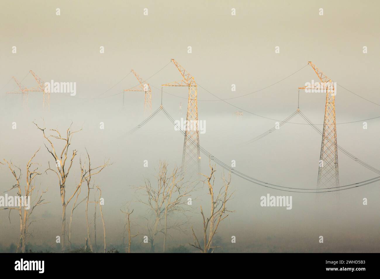 Afrika, tagsüber, Provinz Gauteng, keine Leute, Stromleitungen im Nebel, Rietvlei Nature Reserve, Südafrika, Baum, weißer Hintergrund, Busch, Natur, Tierwelt, Naturschutzgebiet Stockfoto