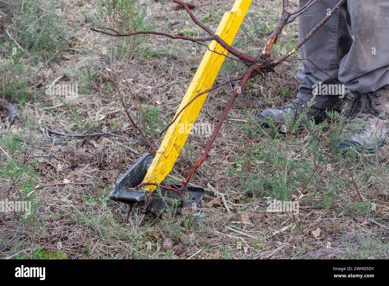 Person, die einen Baumpopper benutzt, um kleine Silberbirken zu entfernen, Heidemanagement, Freiwilliger, der invasive Peeling aus der Heide entfernt, Großbritannien Stockfoto