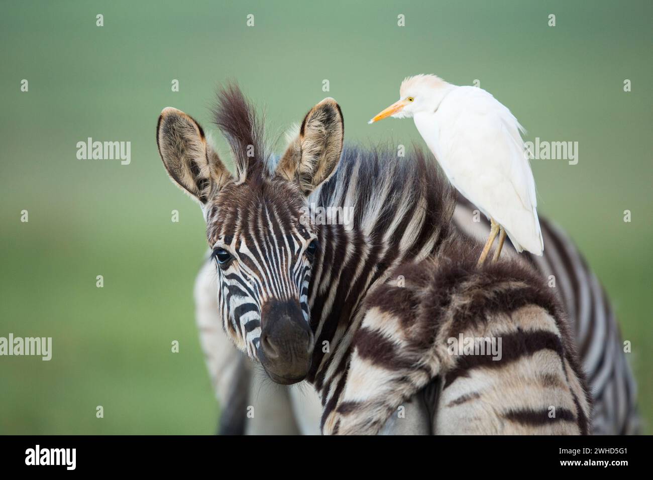 Jungtiere, nahe bedrohte Arten, IUCN Redlist, Naturschutzgebiet Rietvlei, Zebra (Equus burchellii), safari, draußen, keine Leute, tagsüber, Busch, Natur, Tourismus, Tierwelt, Jungtiere, süß, Tiere in freier Wildbahn, Big 5 Tier, Afrika, Naturschutzgebiet, Interaktion, Symbiose Stockfoto