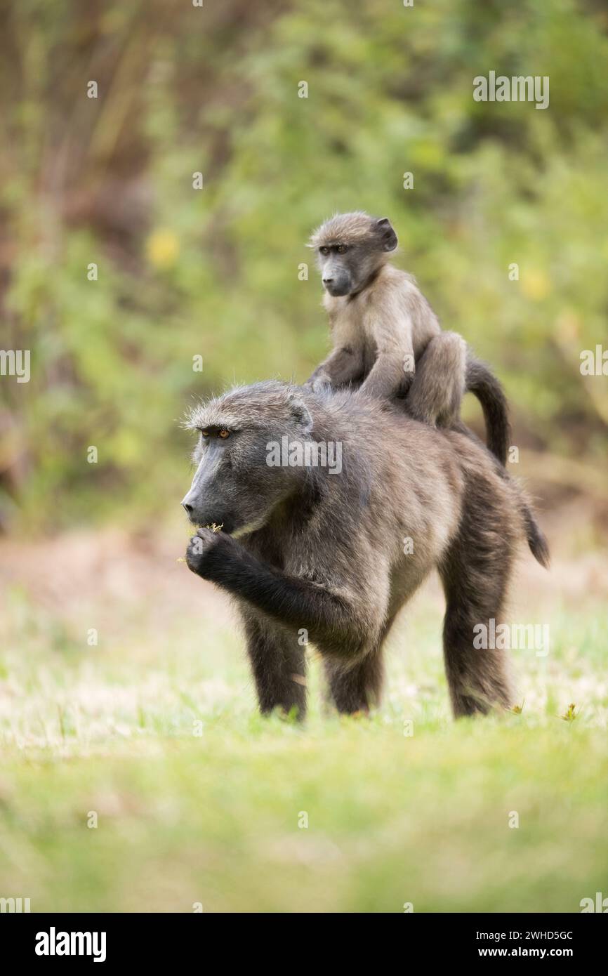 Afrika, Jungtier, Chacma Pavian (Papio ursinus), tagsüber, Garden Route, Montagu Pass, keine Menschen, Outdoor, Südafrika, Westkap Provinz, Safari, Busch, Natur, Tourismus, Tierwelt, Jungtiere, süß, Tiere in der Wildnis, Big 5 Tier, Interaktion, Naturschutzgebiet Stockfoto