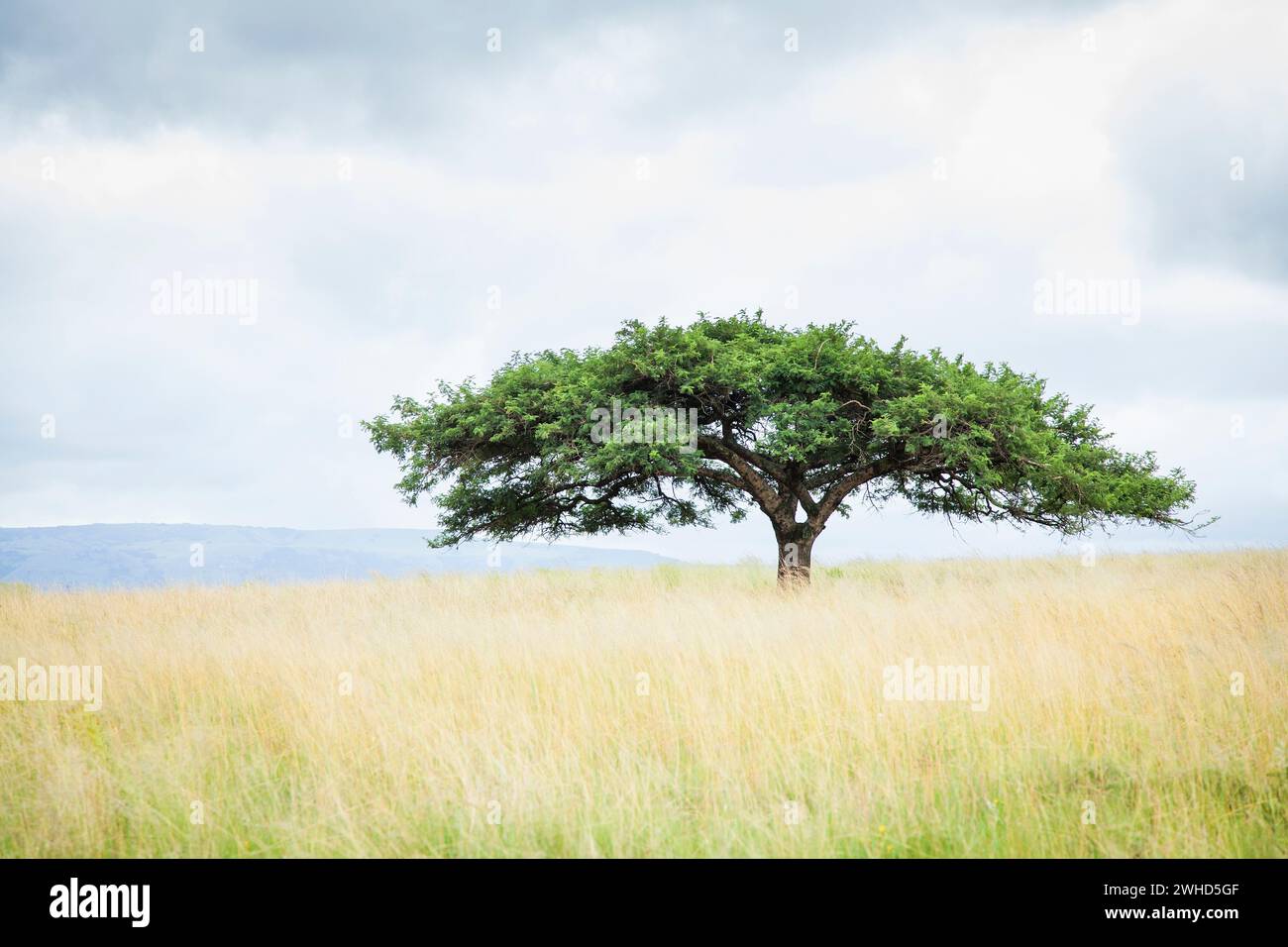 Akazie, Afrika, Schönheit in der Natur, Busch, tagsüber, Itala Wildreservat, Provinz KwaZulu-Natal, Landschaft, Natur, keine Menschen, Natur, Savanna, landschaftlich reizvoll, Südafrika, Baum, Bäume, weißer Hintergrund, Tourismus, Safari, ruhige Szene, klassisch, Profil Stockfoto