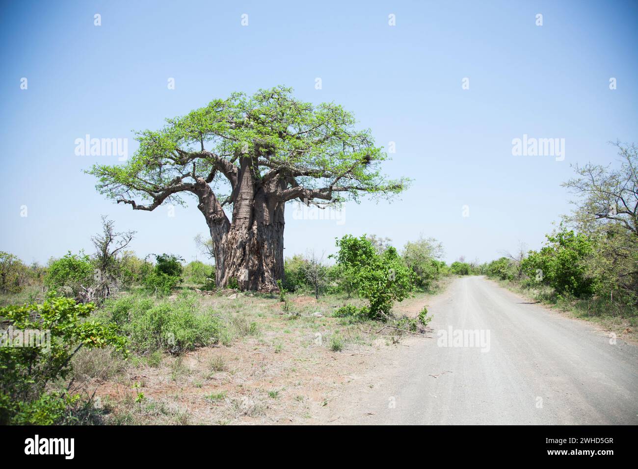 Afrika, Baobab (Adansonia digitata), Kruger-Nationalpark, Provinz Limpopo, Südafrika, Südafrika, landschaftlich reizvoll, Busch, tagsüber, Nationalpark, Natur, keine Menschen, Tourismus, Safari, Buschveld, ruhige Szene, Baum, Riese Stockfoto