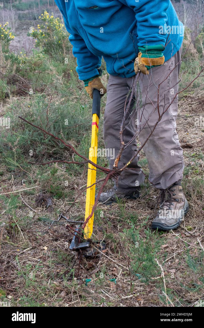 Person, die einen Baumpopper benutzt, um kleine Silberbirken zu entfernen, Heidemanagement, Freiwilliger, der invasive Peeling aus der Heide entfernt, Großbritannien Stockfoto