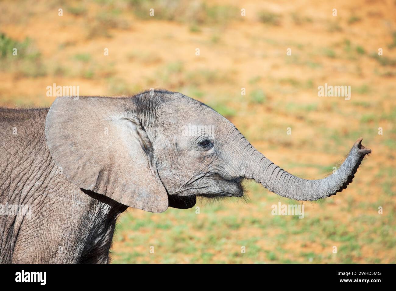 Addo Elephant National Park, Afrika, Jungtier, Eastern Cape Province, Elephant (Loxodonta africana), gefährdete Arten, IUCN Redlist, Nationalpark, Südafrika, Busch, tagsüber, draußen, keine Menschen, Natur, Safari, Tourismus, Tierwelt, junge Tiere, süß, Tiere in der Wildnis, vom Aussterben bedroht, Big 5, Kofferraum Stockfoto