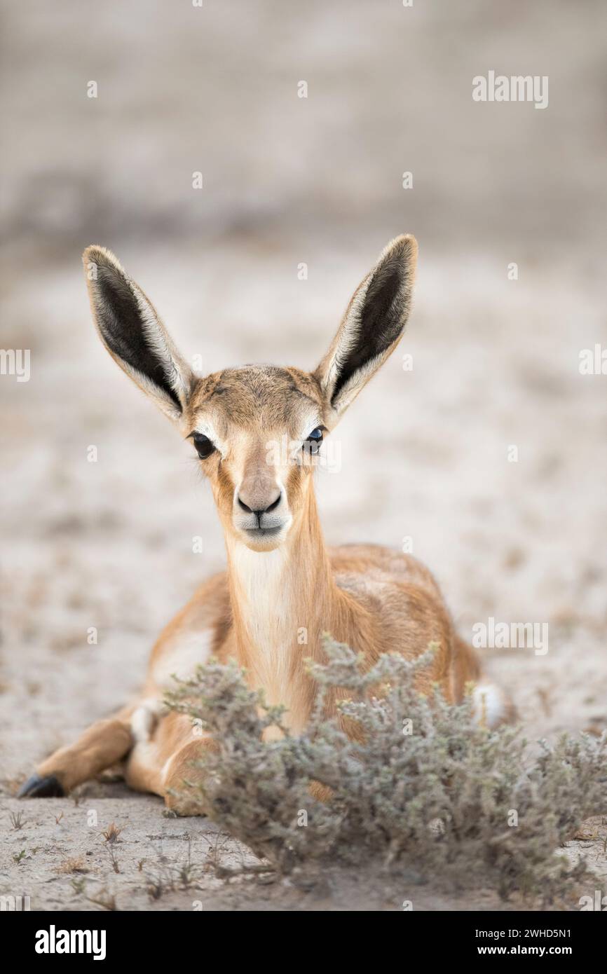 Afrika, Jungtiere, Kgalagadi Transfrontier Park, Provinz Nordkap, Südafrika, Springbok (Antidorcas marsupialis), Busch, tagsüber, Natur, keine Menschen, Tourismus, Safari, Tierwelt, Jungtiere, niedlich, Tiere in freier Wildbahn, Nationalpark, oranger Hintergrund, Wüste, Ohren, große Ohren Stockfoto
