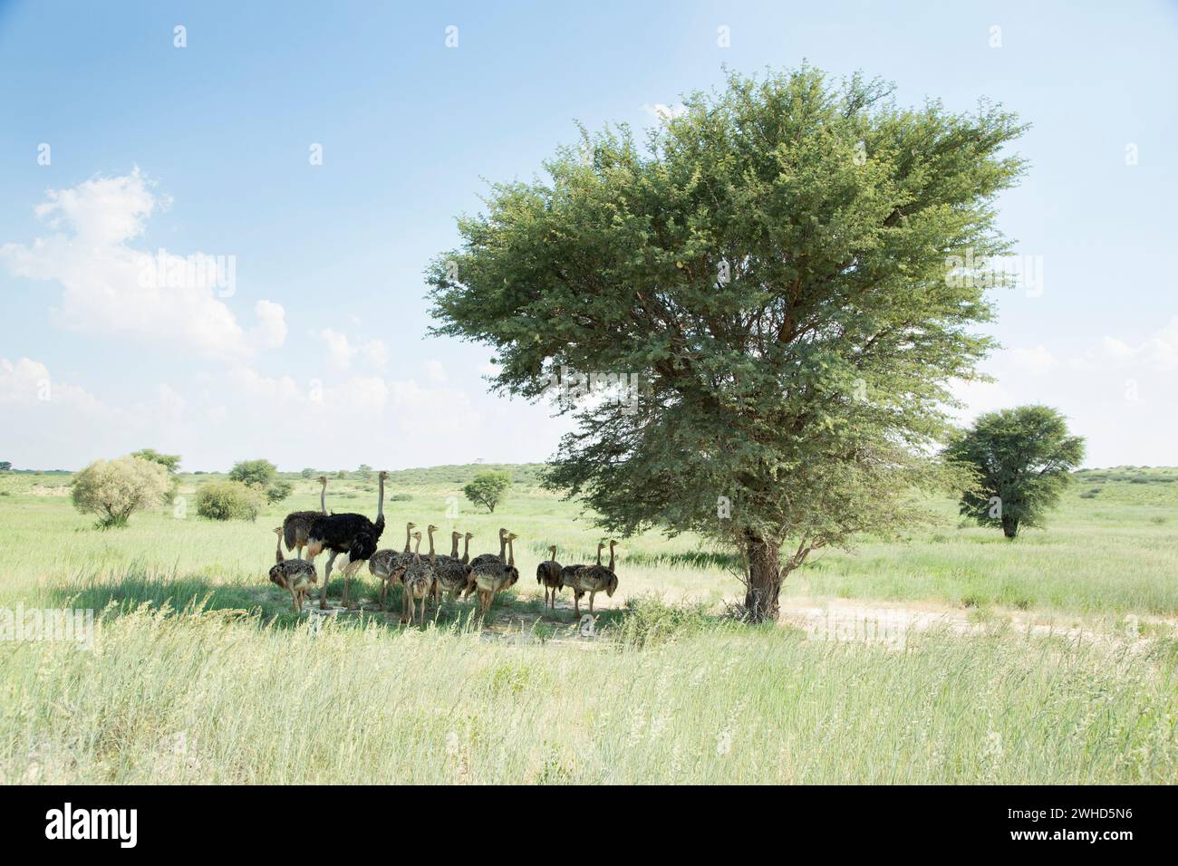 Afrika, Jungtier, Kgalagadi Transfrontier Park, Strauß (Struthio camelus), Südafrika, busch, tagsüber, Natur, draußen, keine Leute, Tourismus, Safari, Tierwelt, junge Tiere, süß, Tiere in der Wildnis, Nationalpark Stockfoto