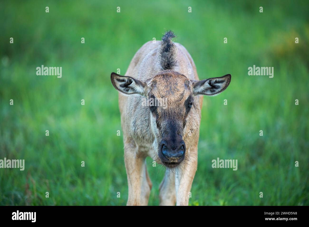 Afrika, Jungtier, Blaues Gnus (Connochaetes taurinus), Kgalagadi Transfrontier Park, Provinz Nordkap, Südafrika, Busch, tagsüber, draußen, keine Menschen, Natur, Tourismus, safari, Wildtiere, junge Tiere, niedlich, Tiere in freier Wildbahn, Nationalpark Stockfoto