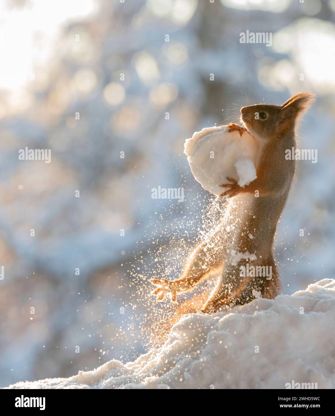 Rotes Eichhörnchen, das einen Schneeball hält Stockfoto