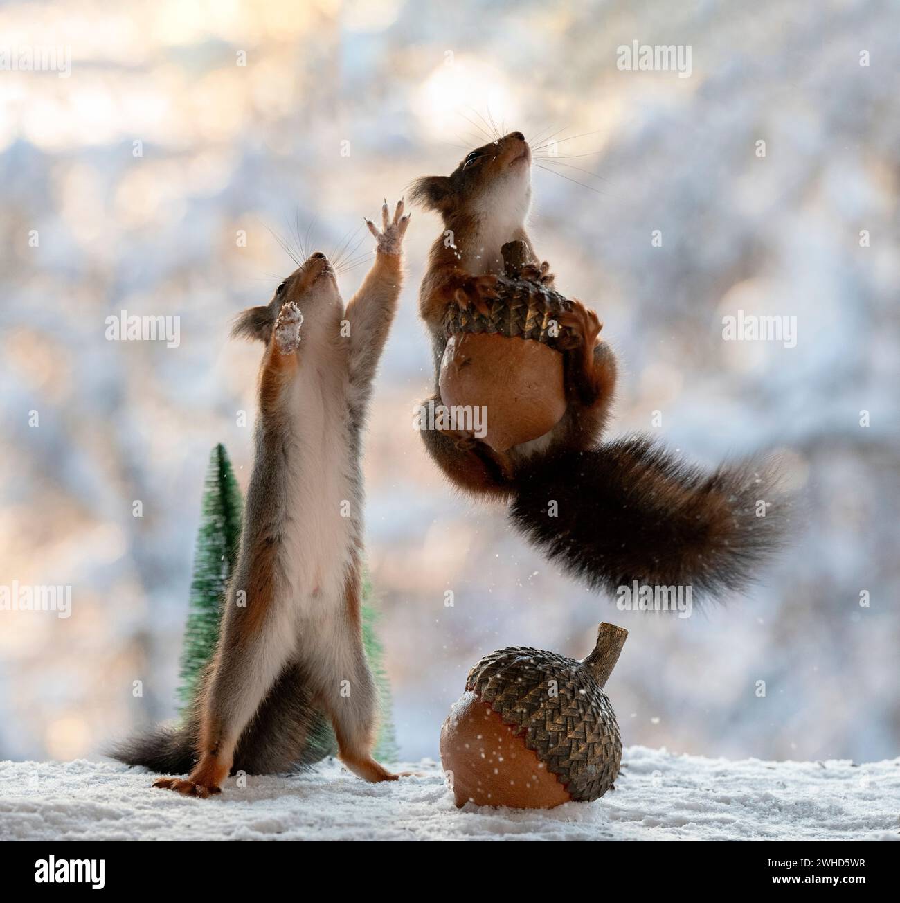 Das rote Eichhörnchen hält eine Eichel Stockfoto