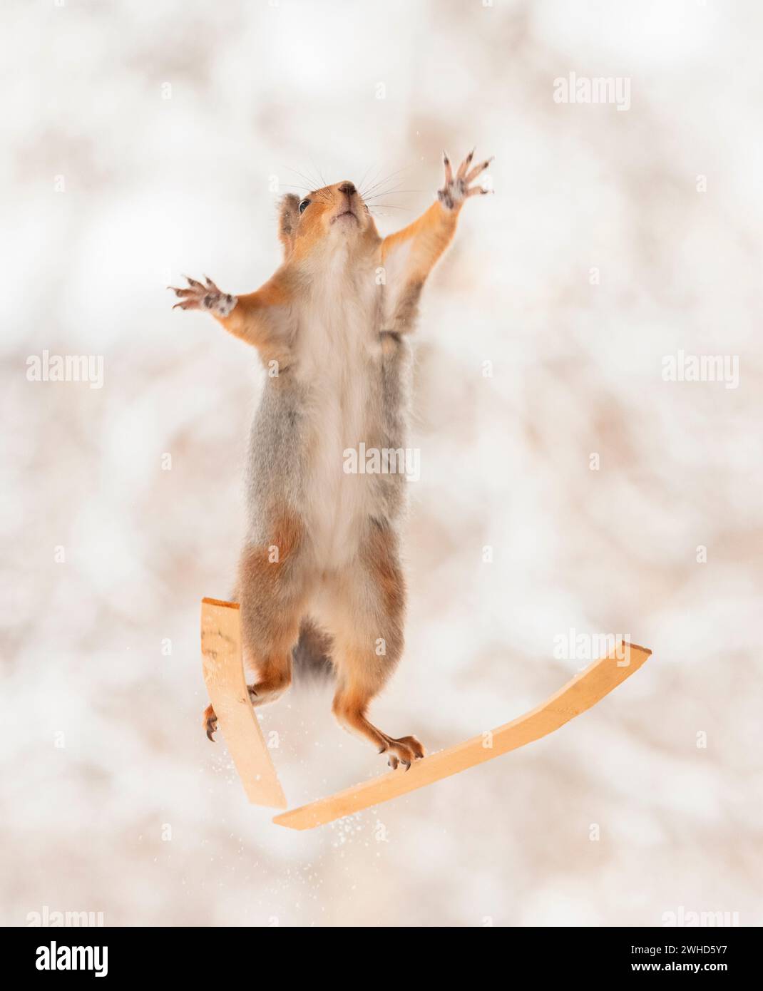 Rotes Eichhörnchen auf Skiern, dehnen, Strecken Stockfoto