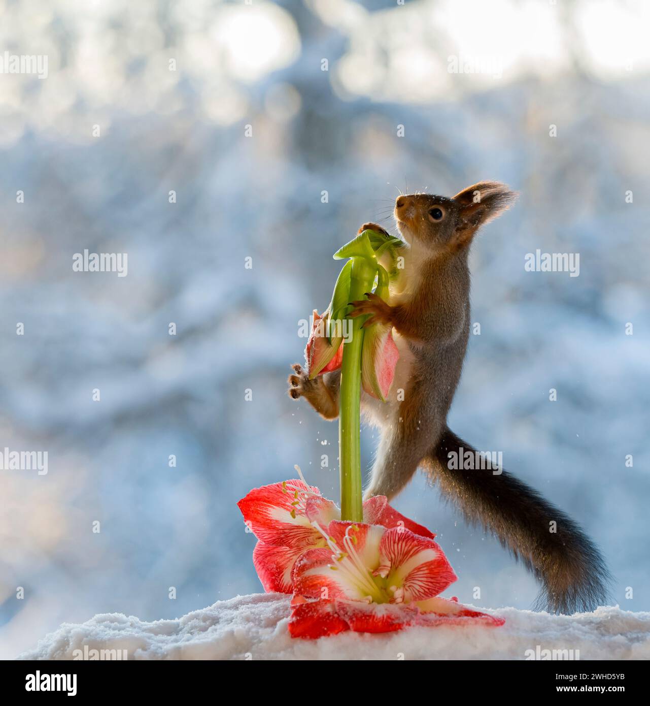 Rotes Eichhörnchen mit amaryllis-Blüte Stockfoto