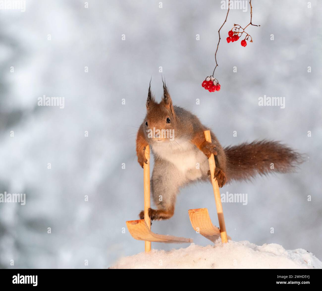 Rotes Eichhörnchen auf Skiern Stockfoto