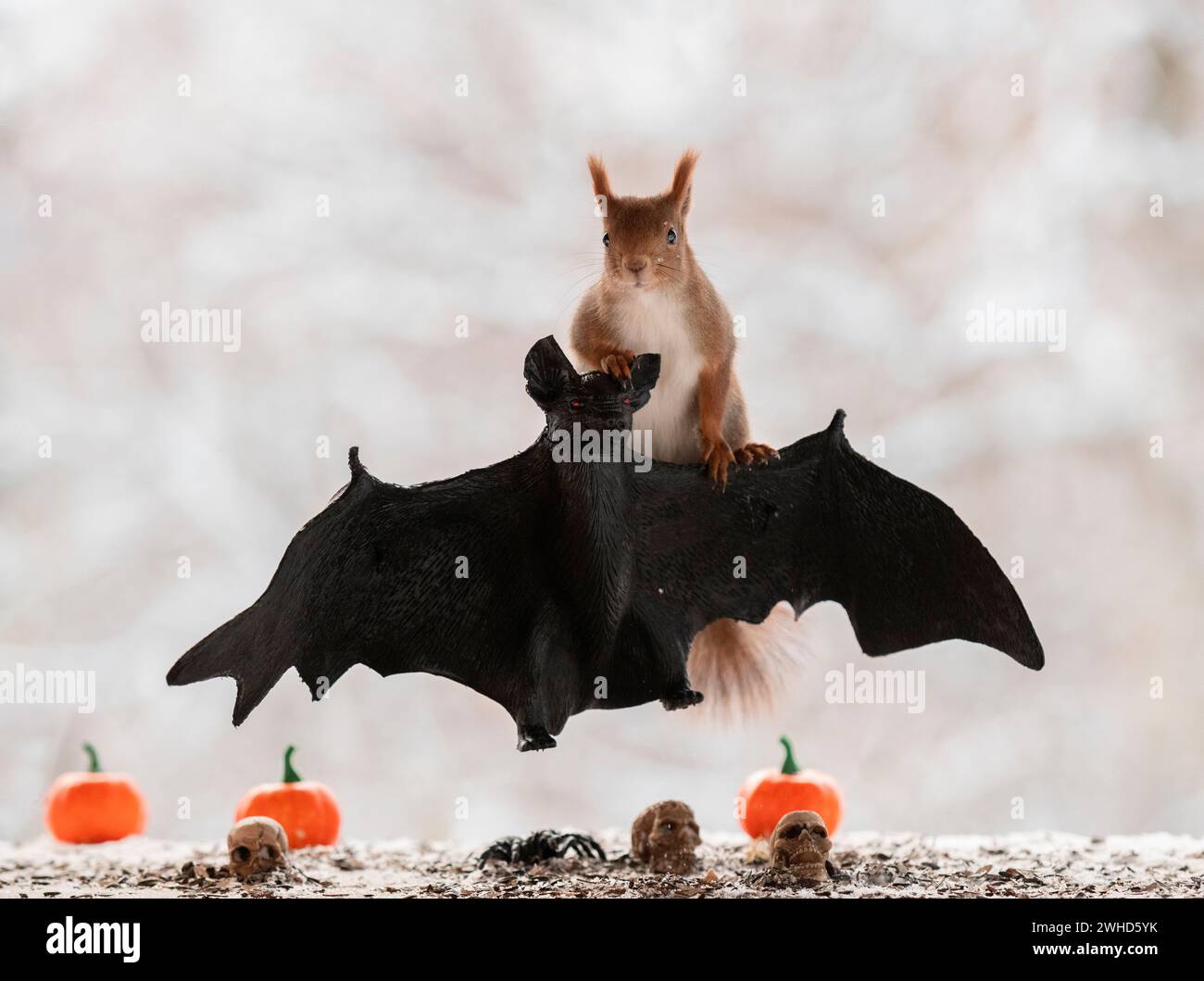 Rotes Eichhörnchen mit einer Fledermaus in der Luft Stockfoto