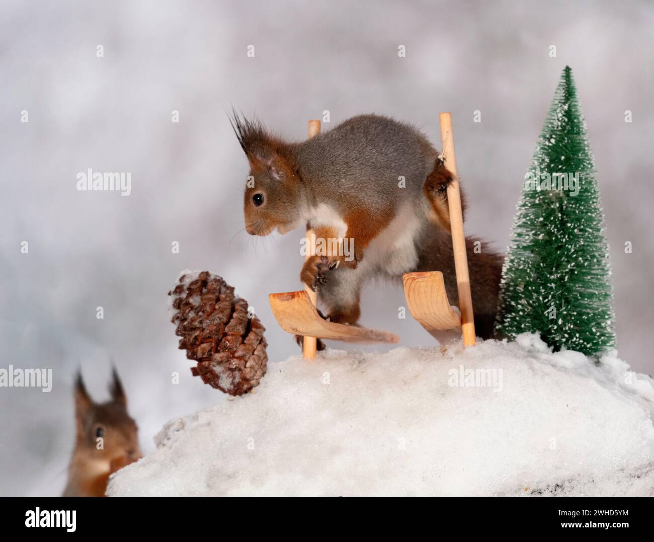 Rotes Eichhörnchen auf Skiern Stockfoto