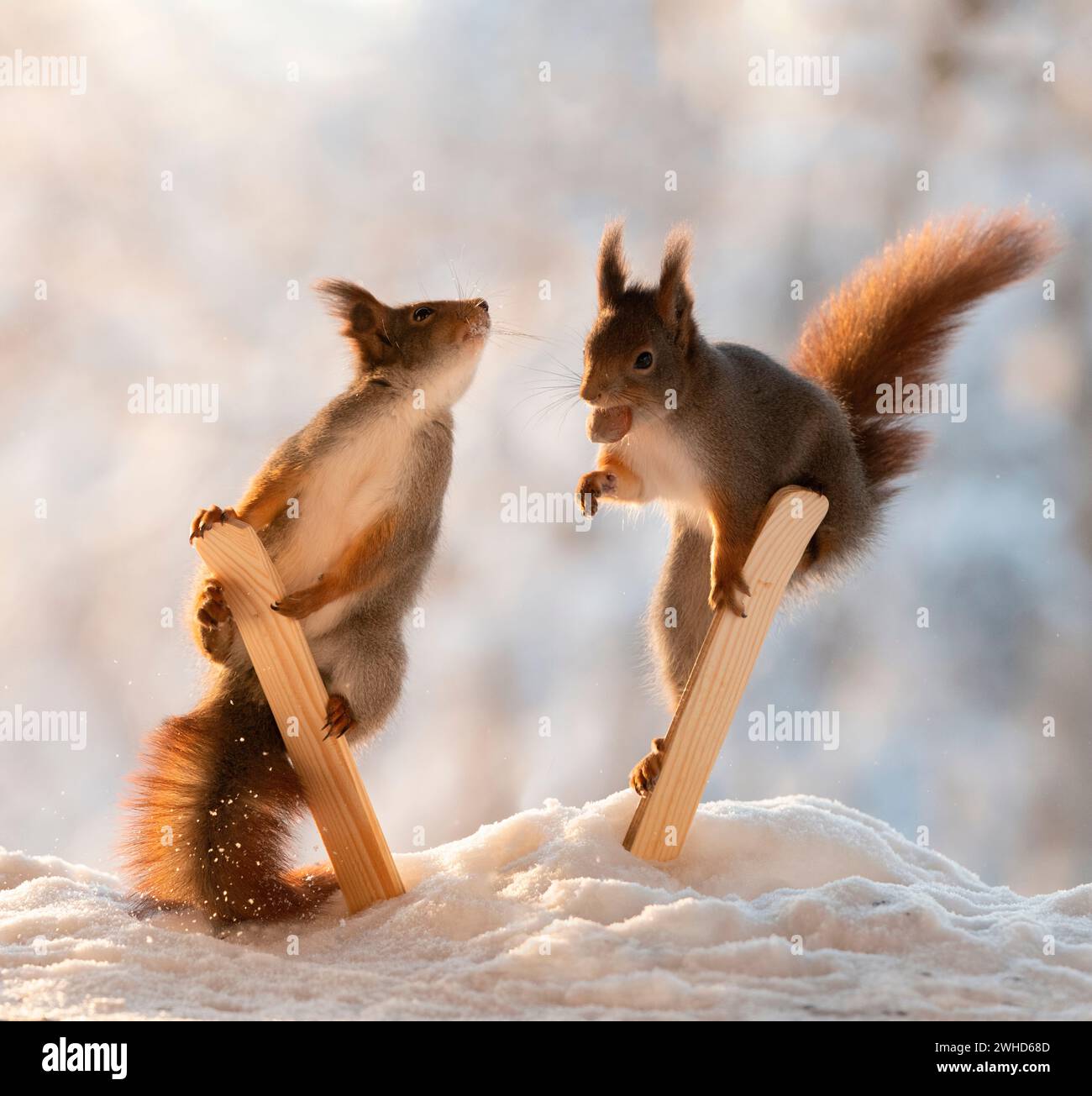 Rote Eichhörnchen mit Skiern im Schnee Stockfoto