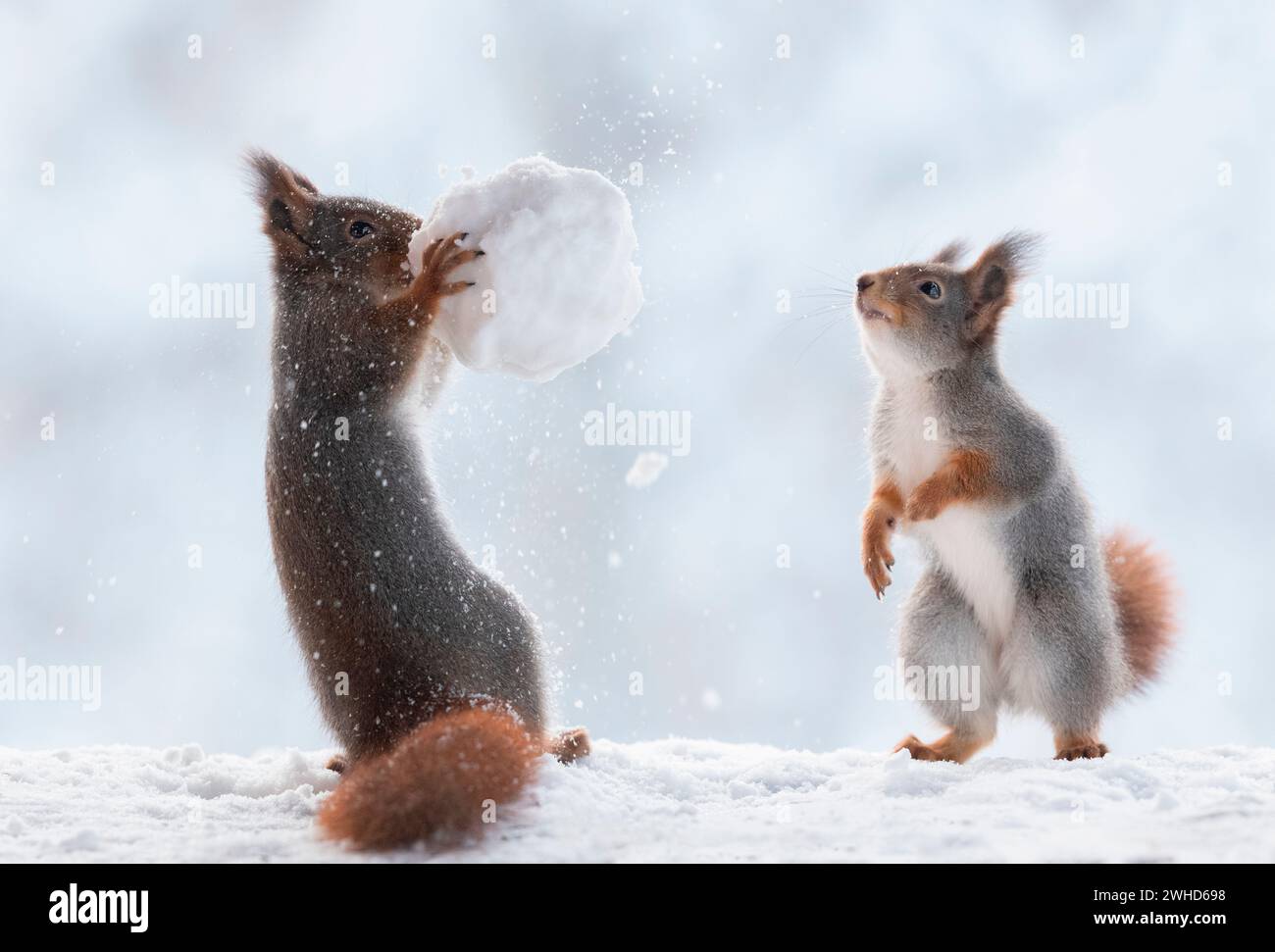 Rote Eichhörnchen mit Schneeball Stockfoto