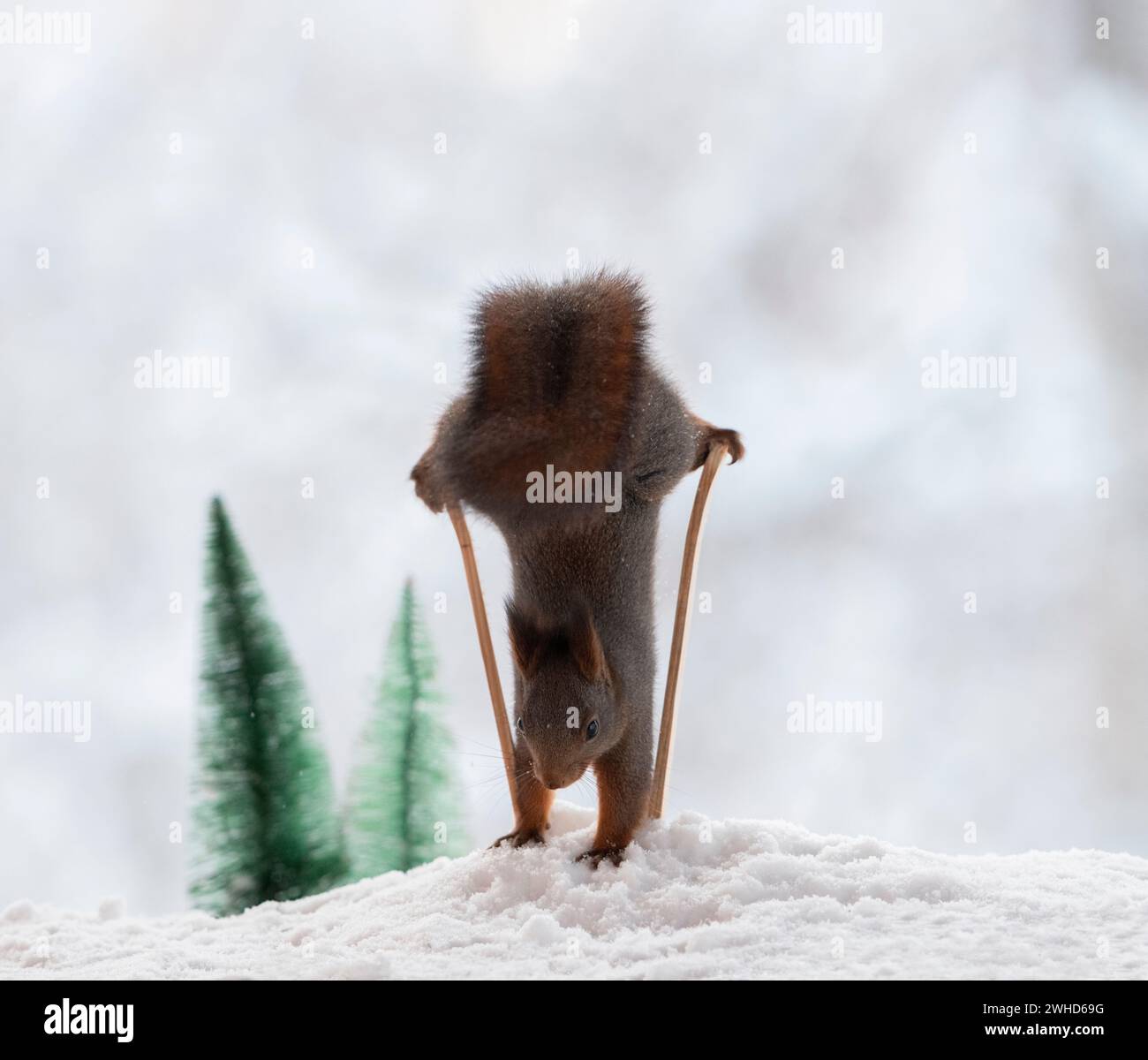 Rote Eichhörnchen mit Skistöcken im Schnee Stockfoto