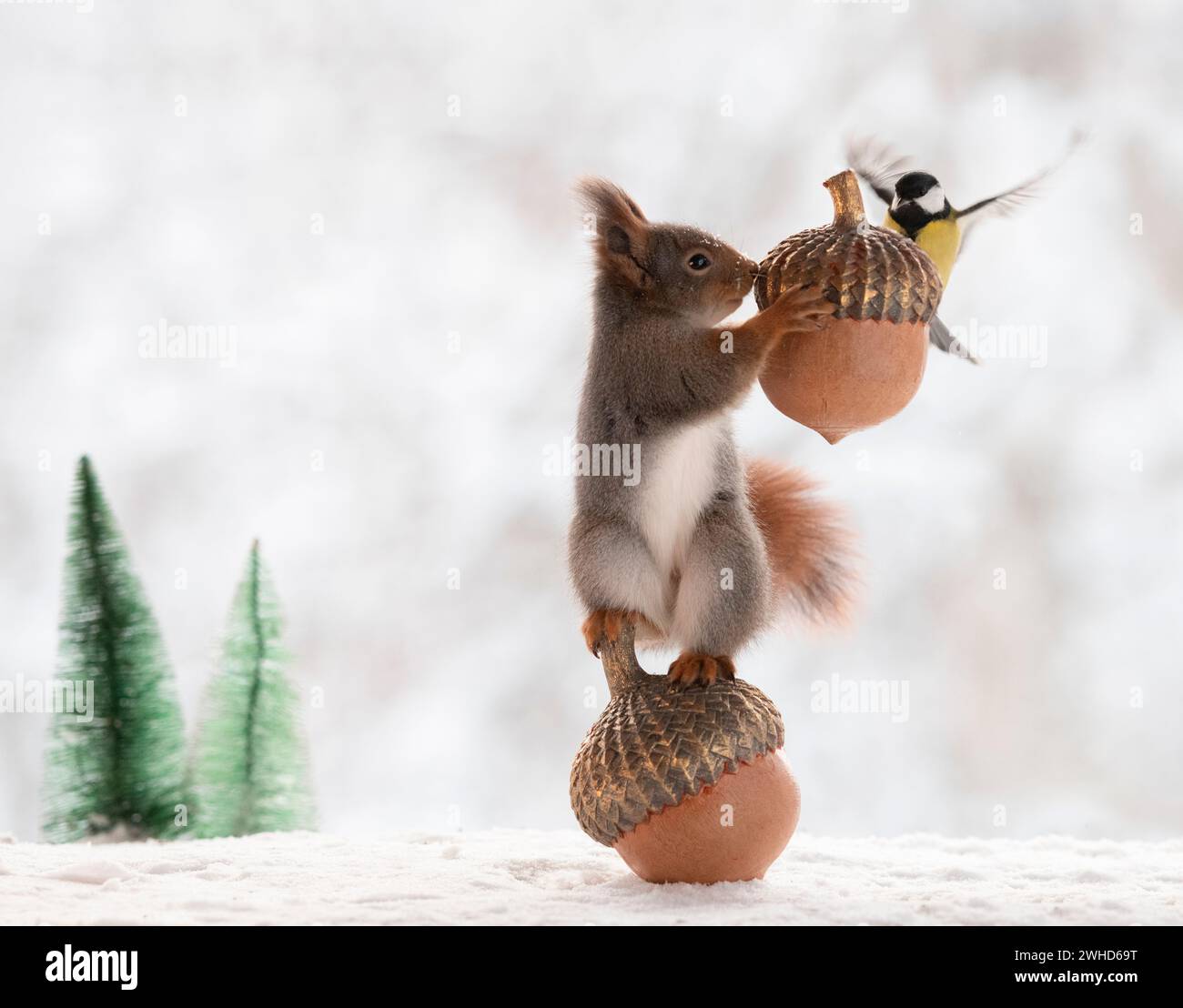 Rotes Eichhörnchen mit Eicheln und Vogel Stockfoto