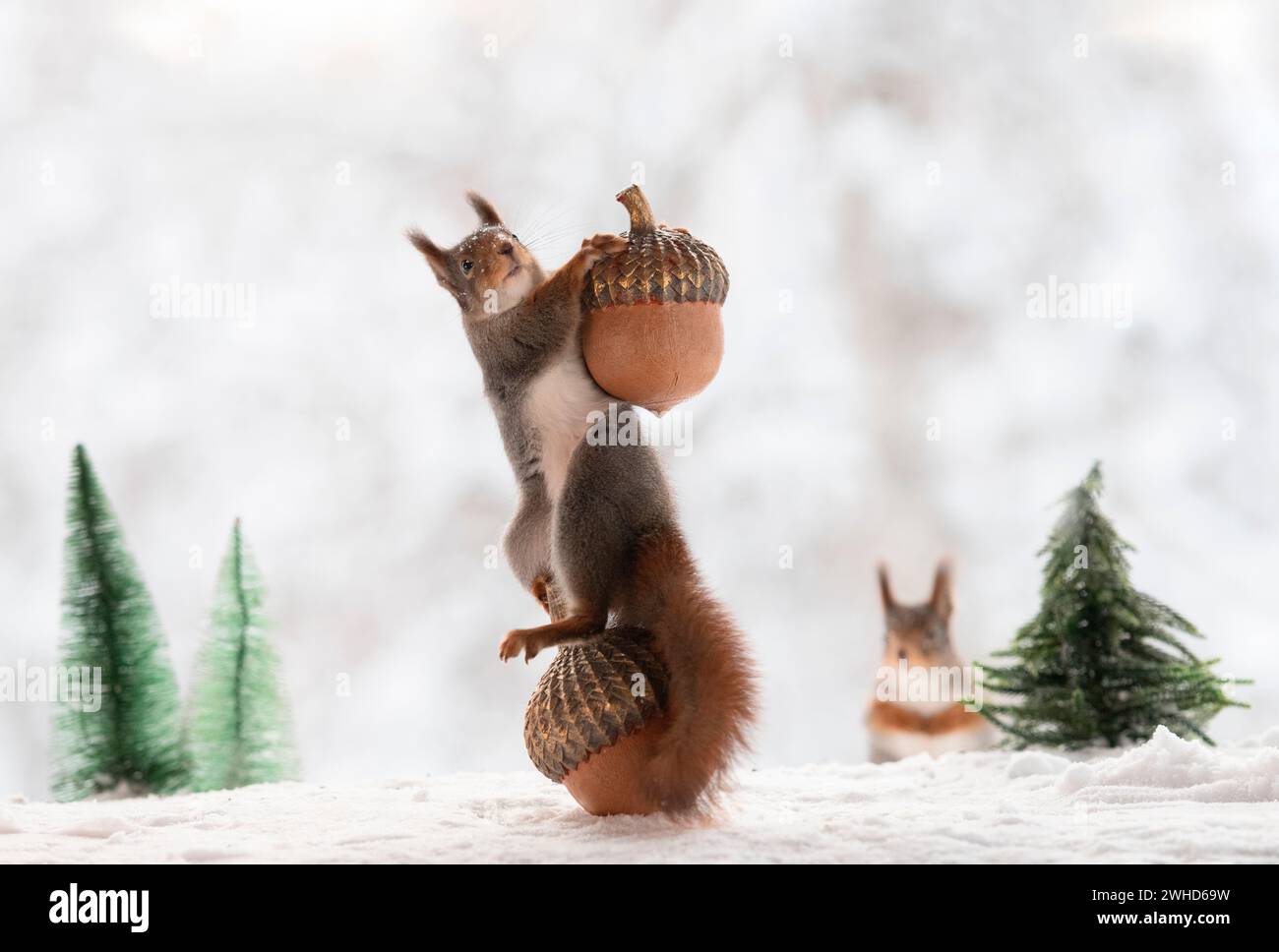 Rotes Eichhörnchen mit Eicheln Stockfoto