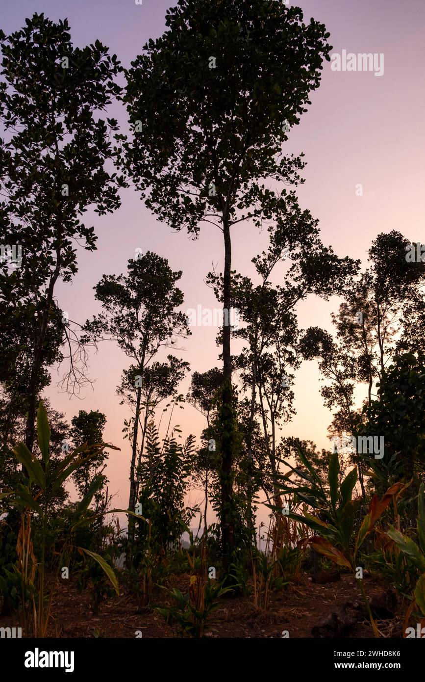 In einer Kardamomplantage in der Nähe von Munnar, Kerala, Indien, tauchen Bäume auf Stockfoto
