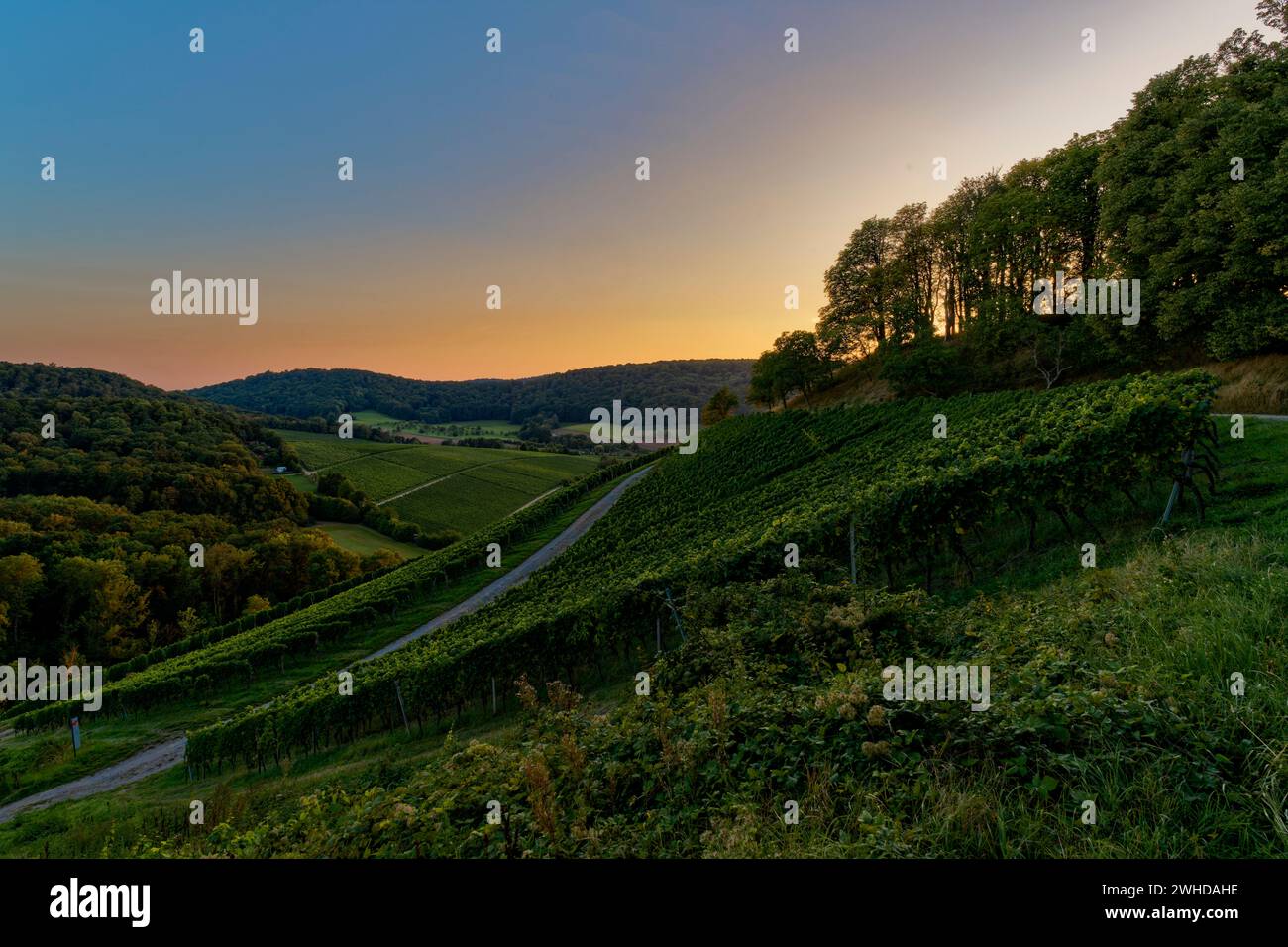 Sonnenuntergang über den Weinbergen und der Steigerwaldlandschaft in der Nähe des Weindorfes Castell, Landkreis Kitzingen, Niederfranken, Bayern, Deutschland Stockfoto