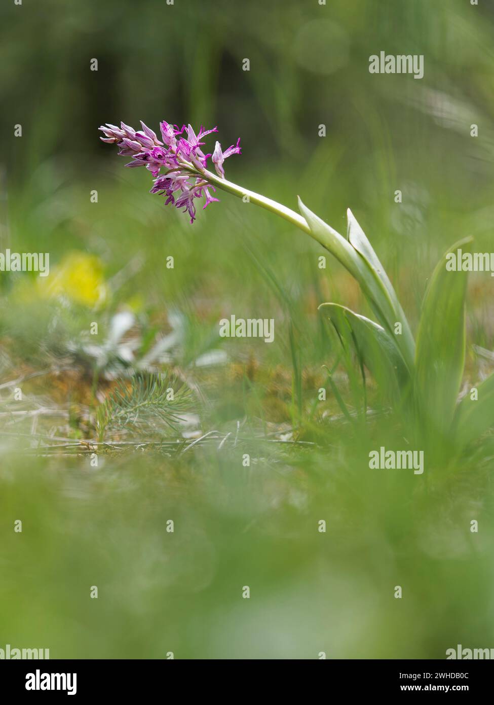 Militärische Orchidee, Orchis militaris Stockfoto
