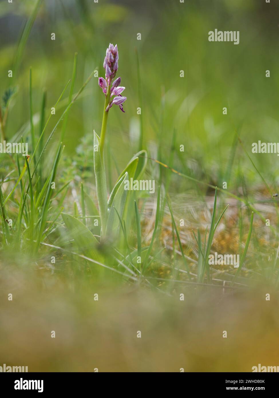 Militärische Orchidee, Orchis militaris Stockfoto