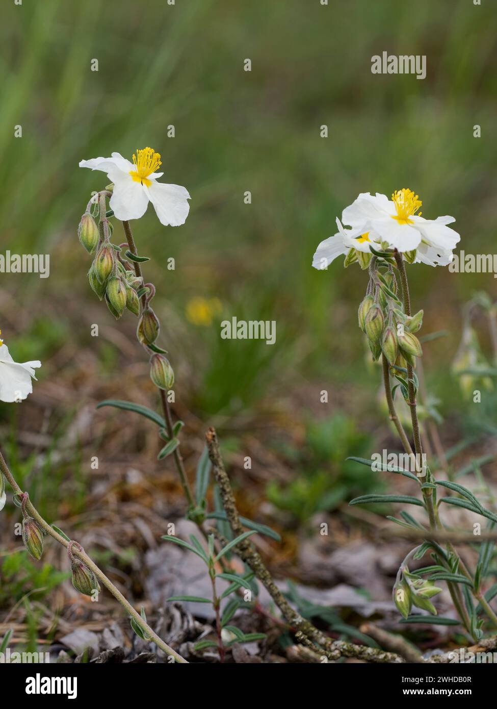 Weiße Felsenrose, Helianthemum apenninum Stockfoto