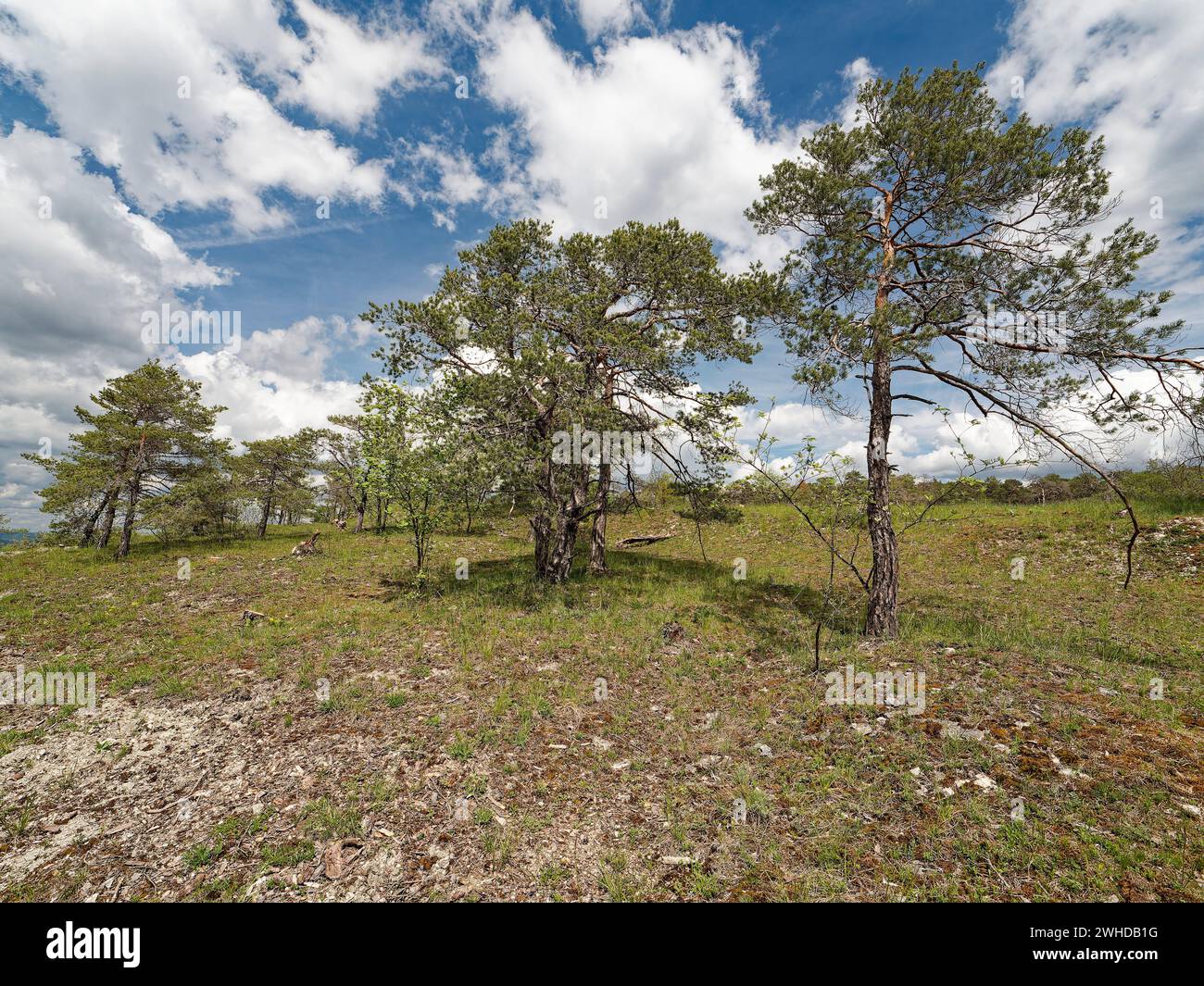 Naturschutzgebiet Höhfeldplatte bei Thüngersheim, Landkreis Main-Spessart, Niederfranken, Bayern, Deutschland Stockfoto