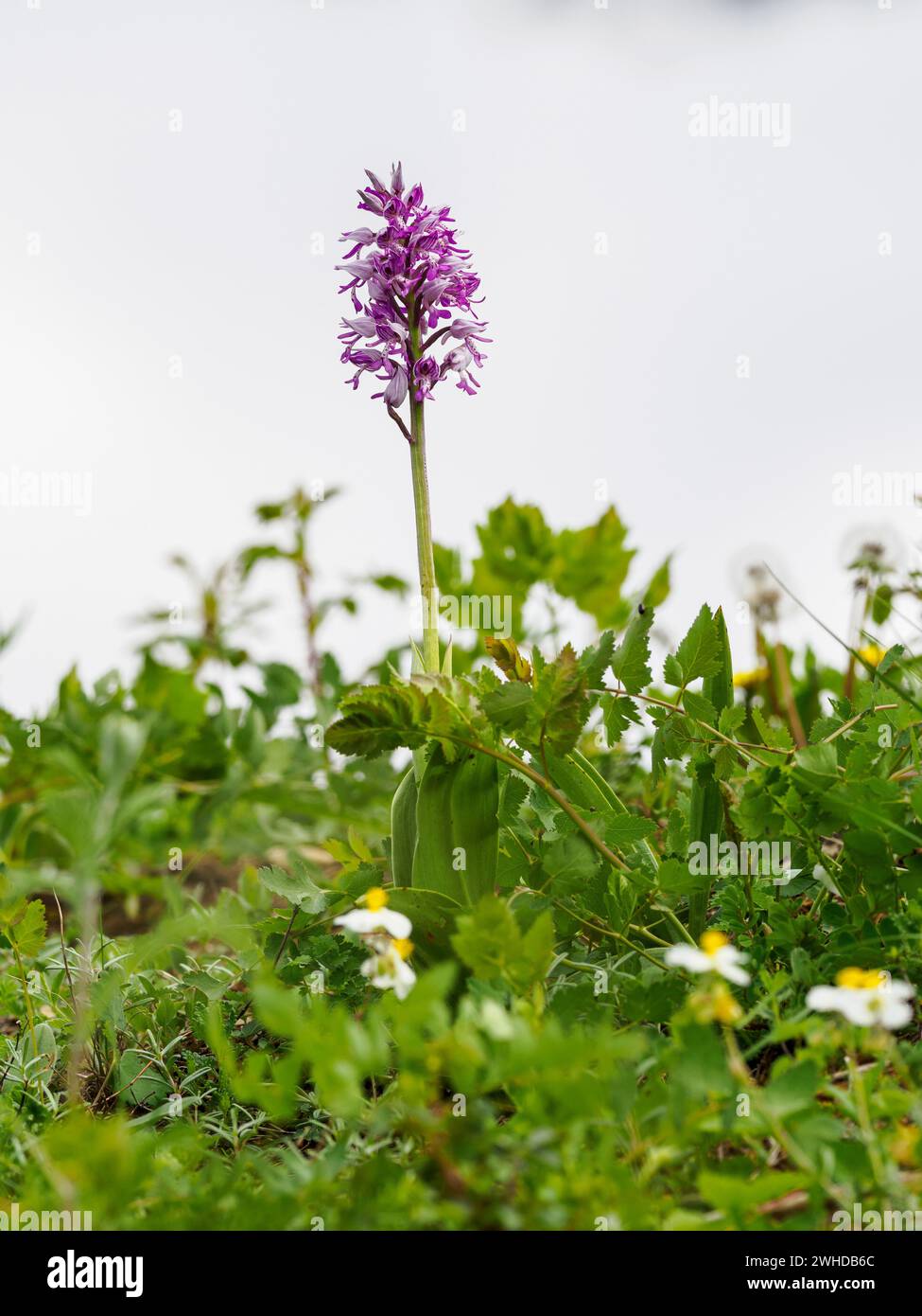 Helmorchidee, Orchis militaris, Helmorchidee Stockfoto