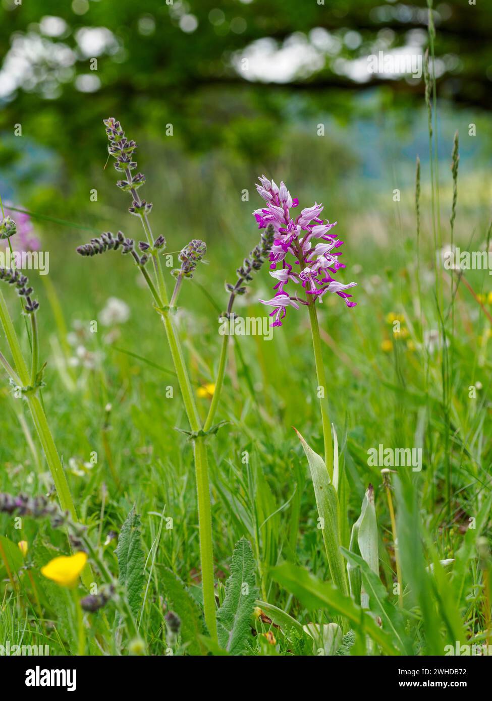 Helmorchidee, Orchis militaris, Helmorchidee Stockfoto