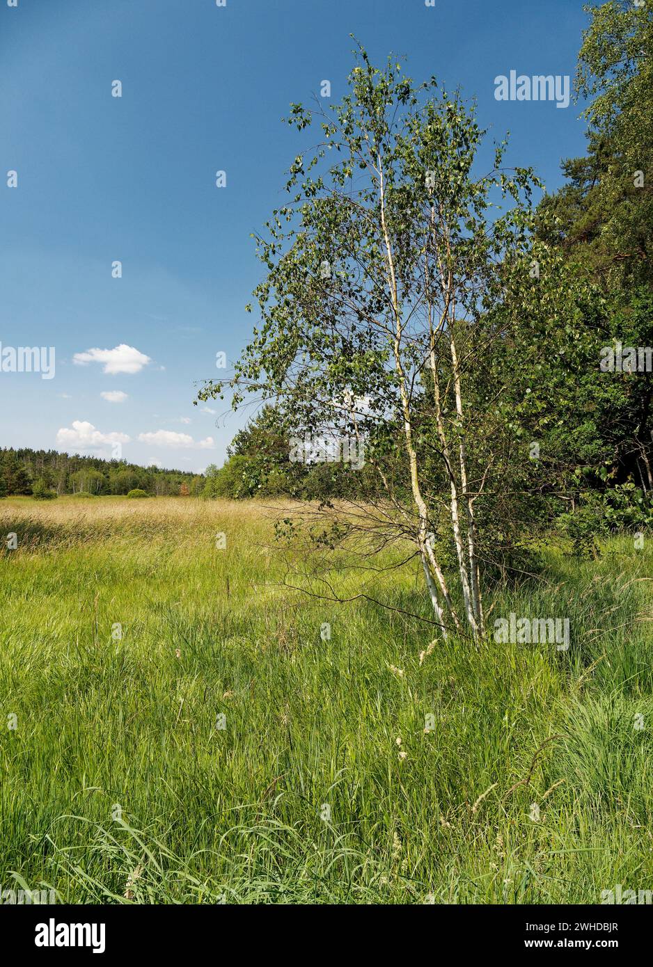 Naturpark an den Ziegenböcken, mit dem Klosterlausnitzer Moor, auch Roter Pfützensumpf genannt, zwischen Bad Klosterlausnitz, Eisenberg und Hainspitz, Landkreis Saale-Holzland-Kreis, Thüringen, Deutschland Stockfoto