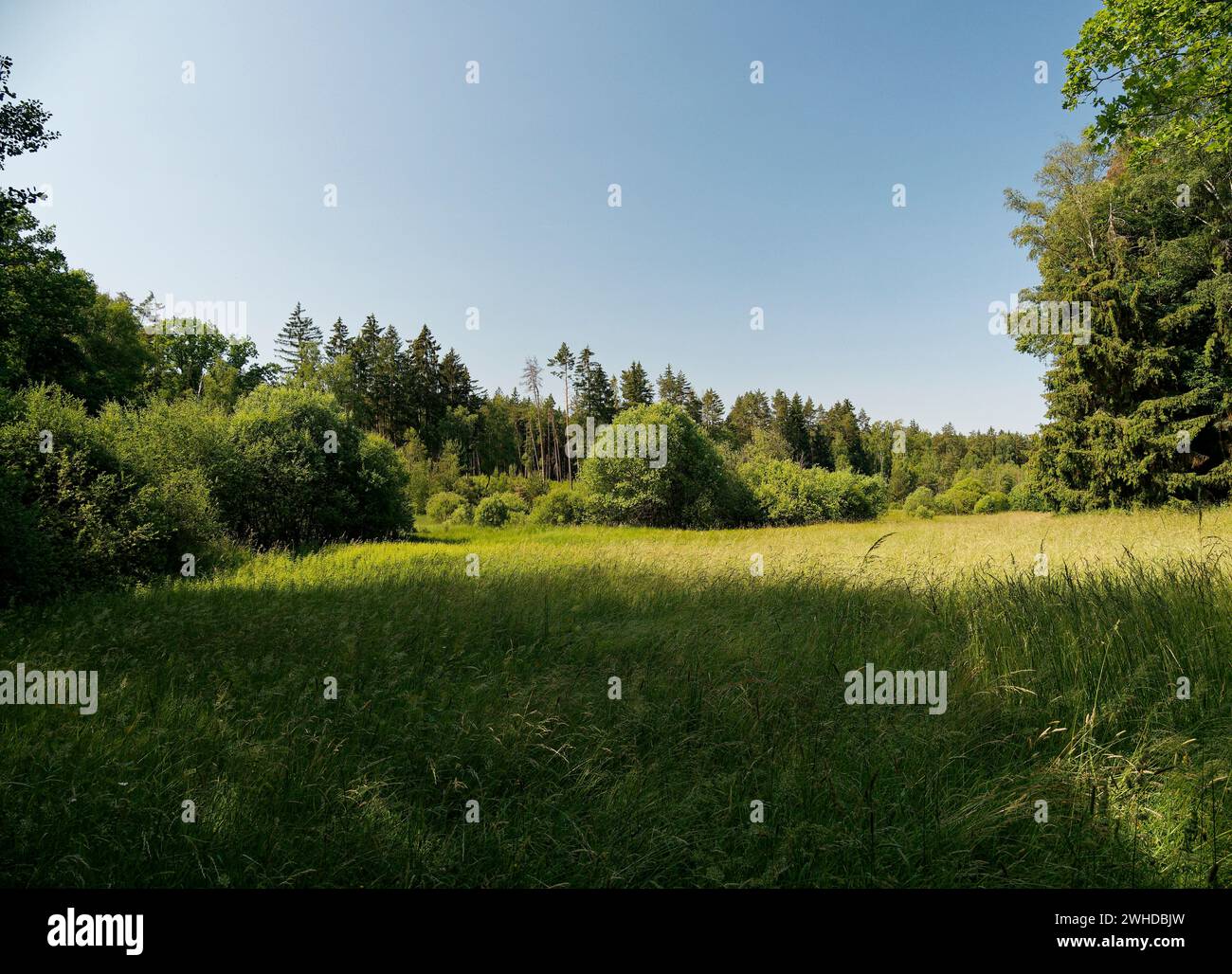 Naturpark an den Ziegenböcken, mit dem Klosterlausnitzer Moor, auch Roter Pfützensumpf genannt, zwischen Bad Klosterlausnitz, Eisenberg und Hainspitz, Landkreis Saale-Holzland-Kreis, Thüringen, Deutschland Stockfoto