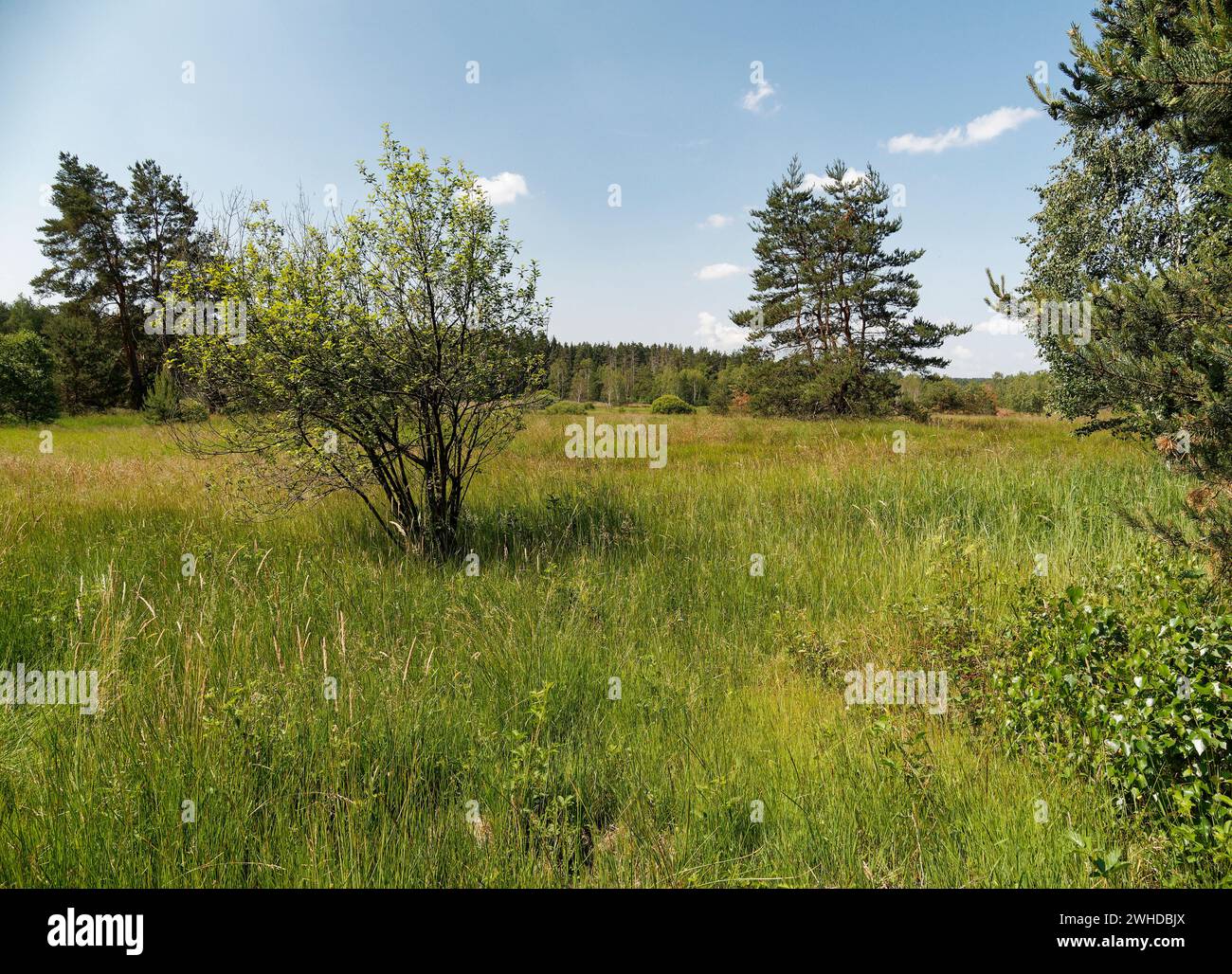 Naturpark an den Ziegenböcken, mit dem Klosterlausnitzer Moor, auch Roter Pfützensumpf genannt, zwischen Bad Klosterlausnitz, Eisenberg und Hainspitz, Landkreis Saale-Holzland-Kreis, Thüringen, Deutschland Stockfoto