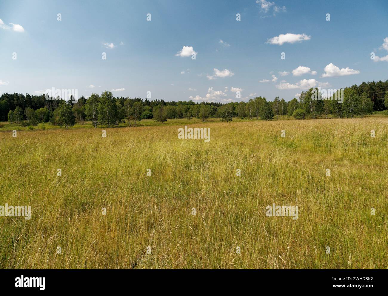 Naturpark an den Ziegenböcken, mit dem Klosterlausnitzer Moor, auch Roter Pfützensumpf genannt, zwischen Bad Klosterlausnitz, Eisenberg und Hainspitz, Landkreis Saale-Holzland-Kreis, Thüringen, Deutschland Stockfoto