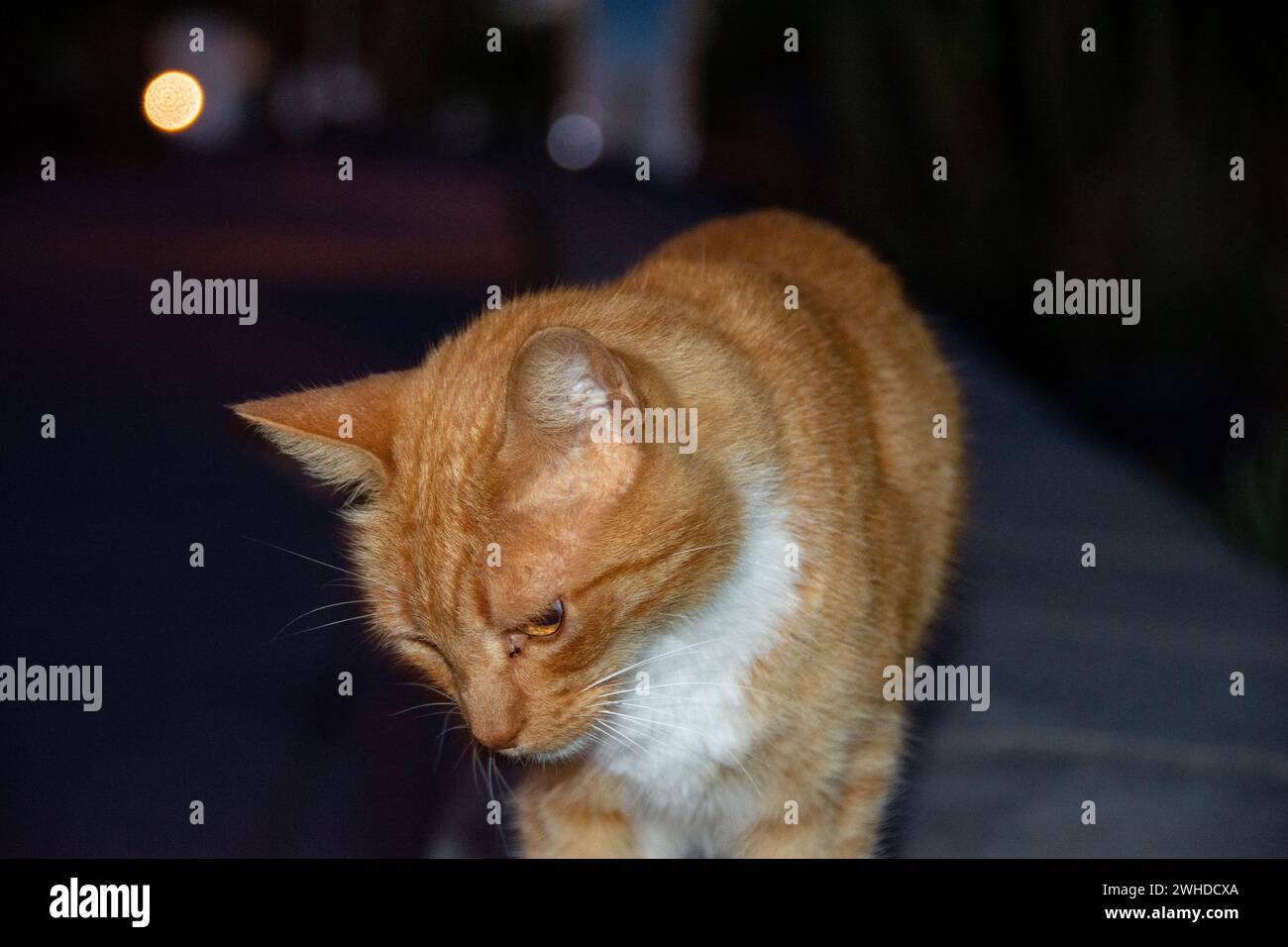 Eine wilde rot-weiße Straßenkatze, in einer Stadt auf der Kanarischen Insel Gran Canaria in Spanien Stockfoto