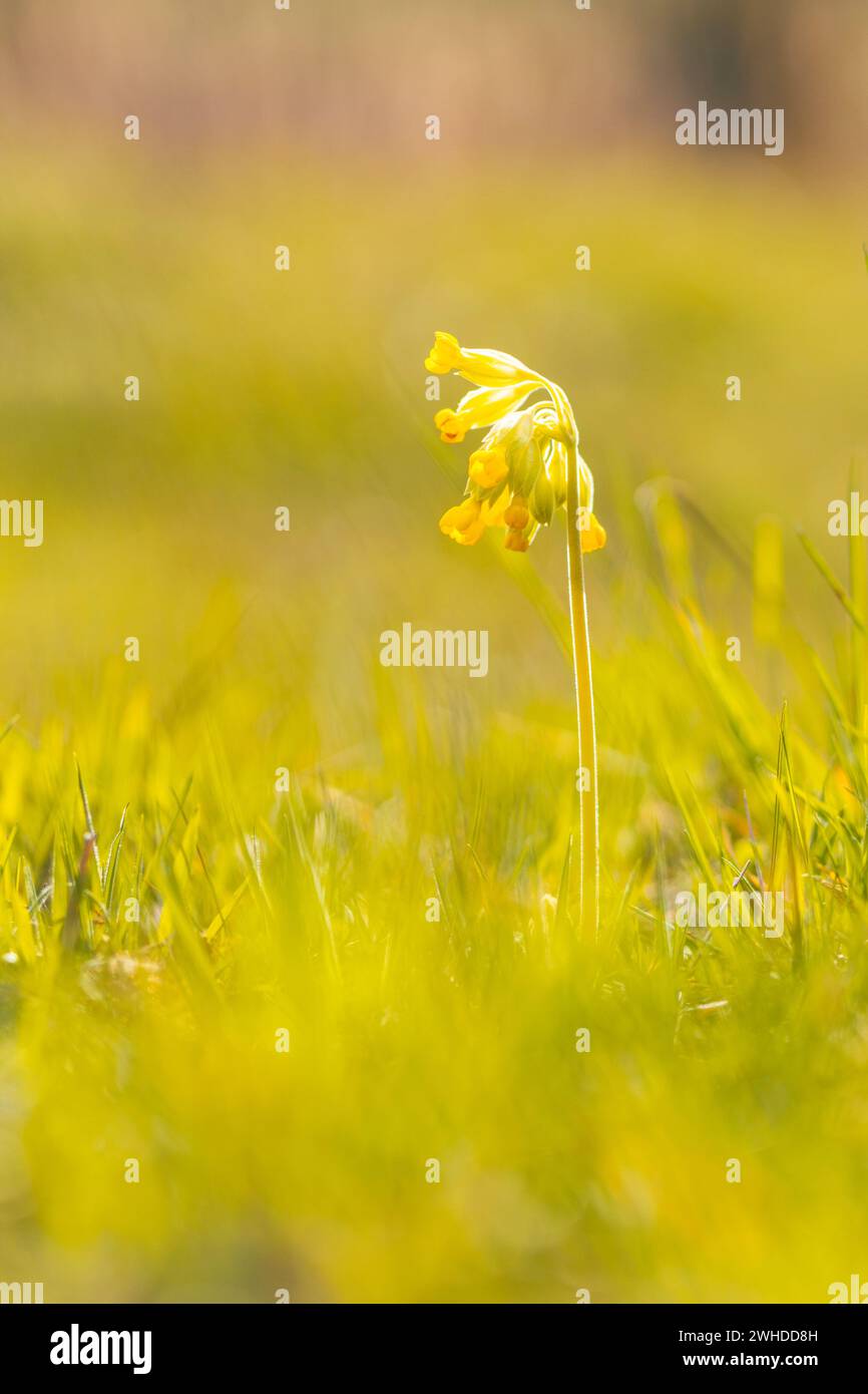 Schlüsselblume (Primel) mit gelben Blüten auf einer Wiese im Frühjahr, bodennahe Perspektive, selektiver Fokus Stockfoto
