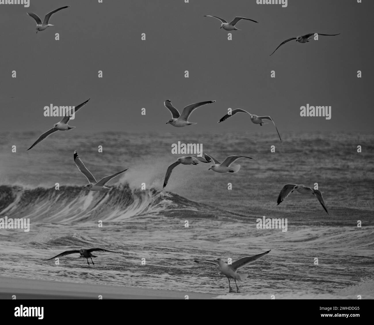 Möwen im Flug auf der stürmischen Nordsee Stockfoto