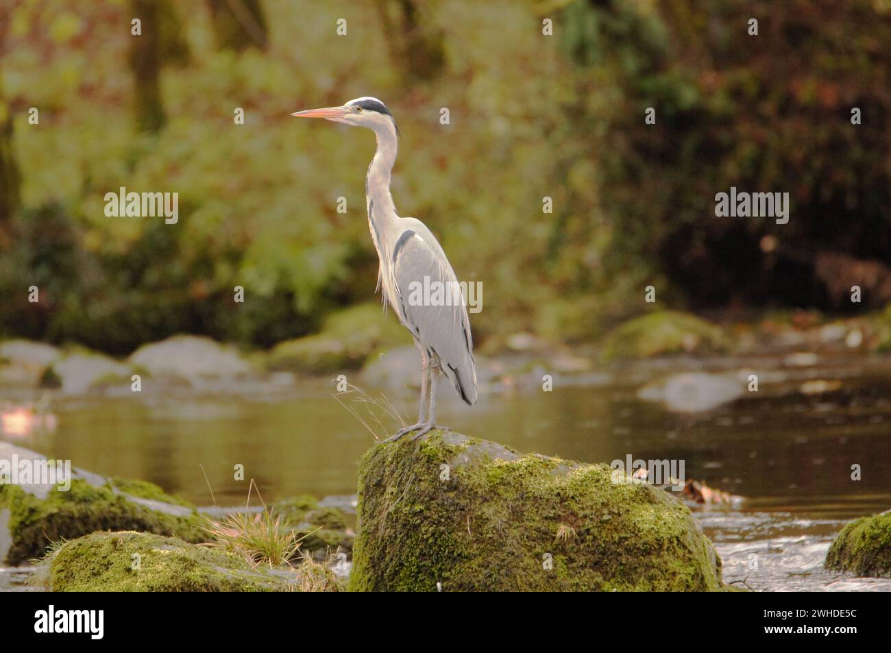 Heron in River Wharfe in Bolton Abbey, North Yorkshire, England, Großbritannien Stockfoto