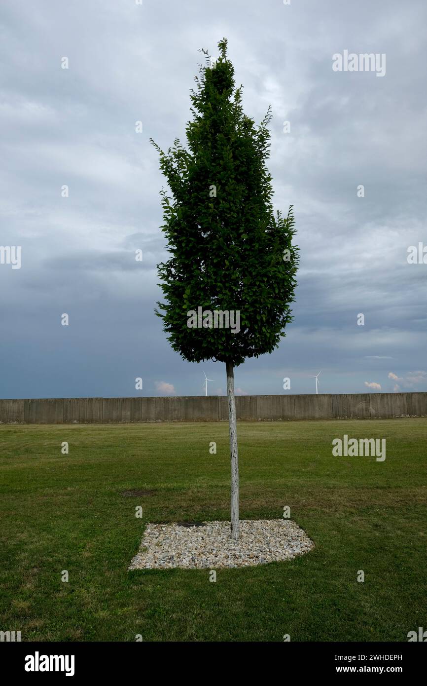 Österreich, Deutsch-Wagram, Wiese, Baum Stockfoto