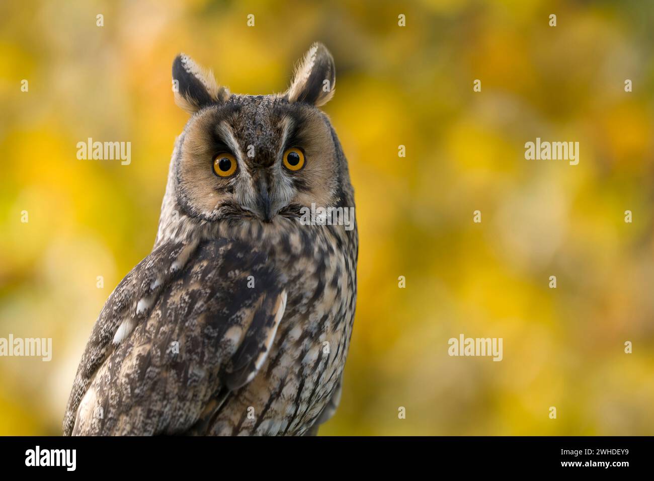 Langohr-Eule (Asio otus) vor gelbem Herbstlaub, gefangen Stockfoto