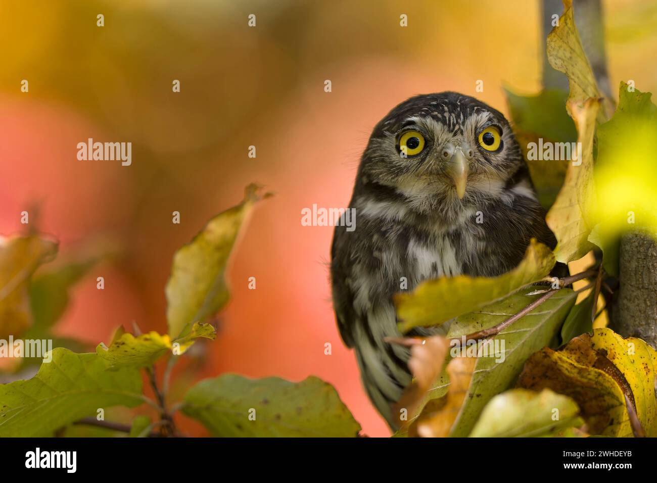 Zwergeule (Glaucidium passerinum), bunte Herbstblätter im Hintergrund, gefangen Stockfoto