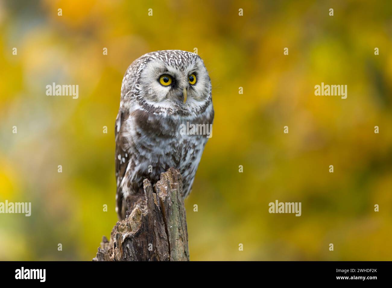 Großhorneule (Aegolius funereus) vor gelbem Herbstlaub, gefangen Stockfoto
