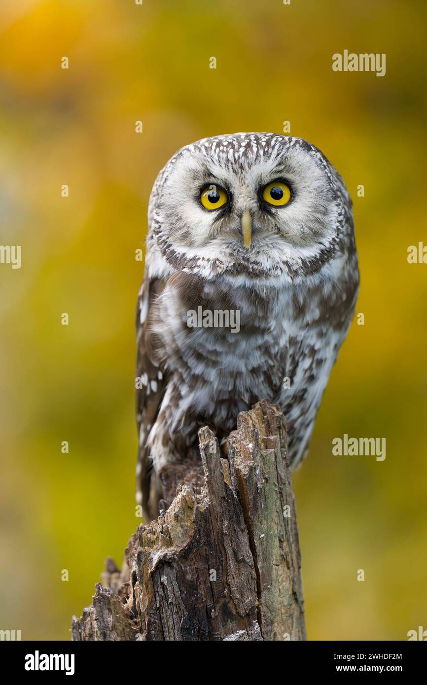 Großhorneule (Aegolius funereus) vor gelbem Herbstlaub, gefangen Stockfoto