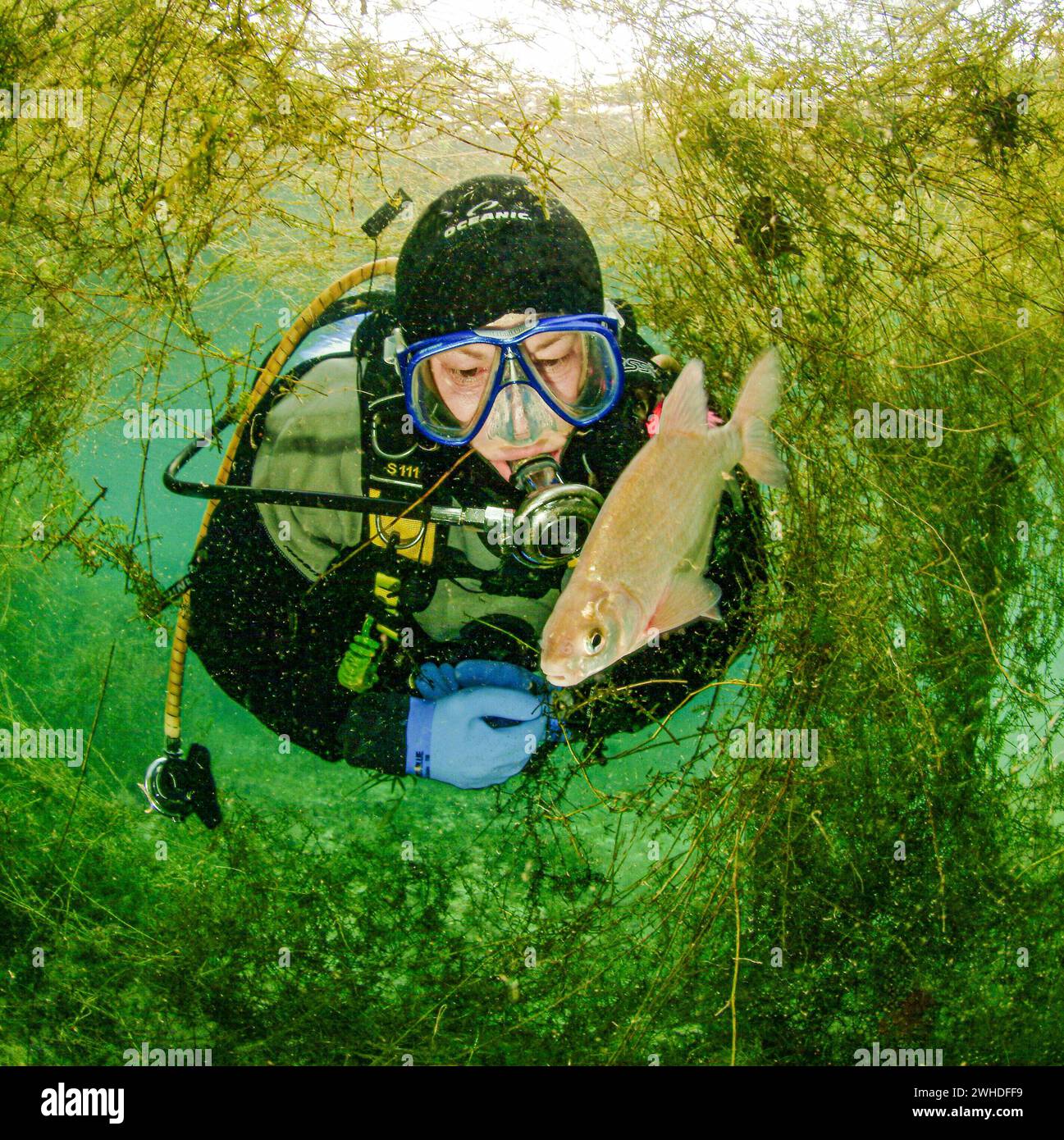 Taucher mit Fischen in einem Seitenarm eines Flusses Stockfoto